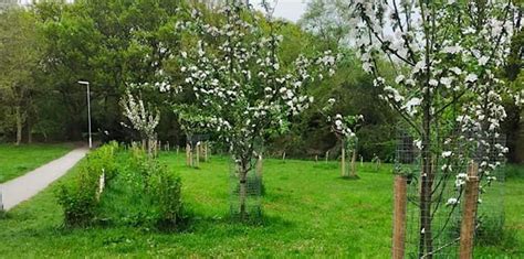 Wigton Moor Community Orchard